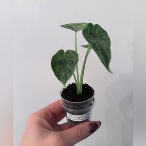 Rare Highly Variegated ‘Mint’ Alocasia Dragon Scale Plant. Collector’s Item 🪴